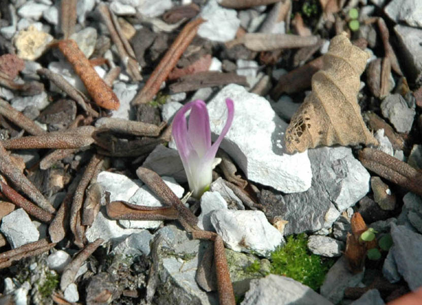 Colchicum montanum photo